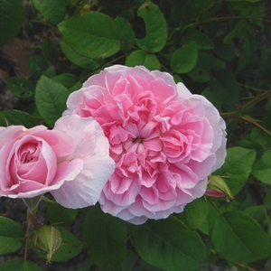 Rosa  Ausglisten - różowy  - angielska róża